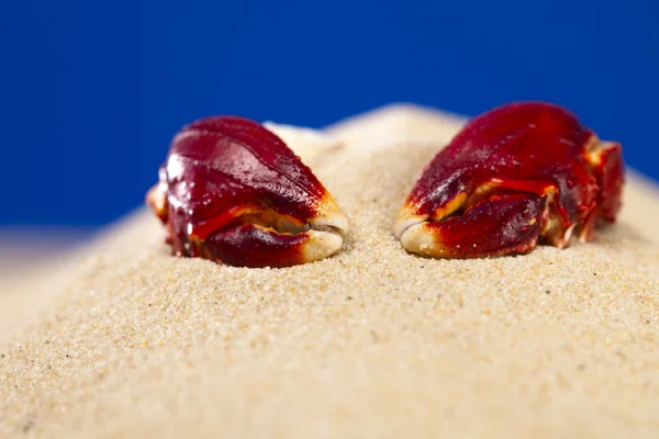海砂桩深蓝色背景上的蟹钳 — 图库照片