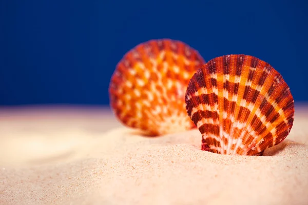 Ροζ χρώμα φως θαλασσινών κοχυλιών και πραγματική άμμο για ένα βαθύ μπλε studio b — Φωτογραφία Αρχείου