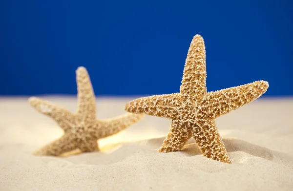 Duas estrelas do mar e areia real em um estúdio de fundo de praia, foco o — Fotografia de Stock