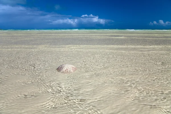 stock image Sand dollar in the sea with sky and horizon on background