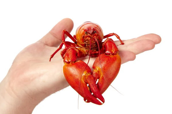 Cooked freshwater crayfish on hand — Stock Photo, Image