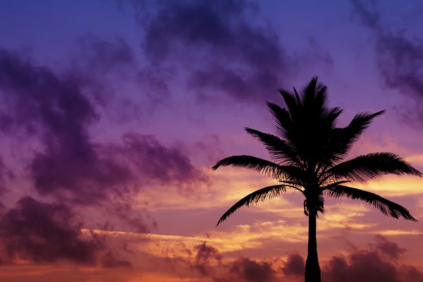 Palmtree silhouette on surise in tropic Stock Image
