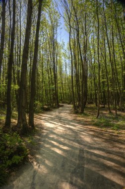 kayın ağacı orman parlak güneş ışığı ile giden yol