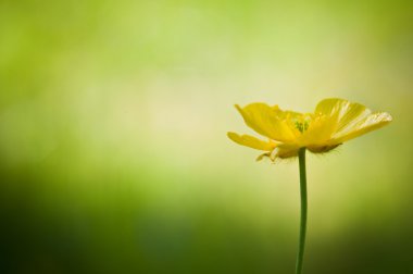 Single buttercup against bright bokeh background clipart