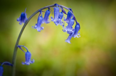 Bluebell Spring flower against green bokeh background clipart