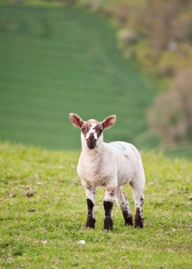 Spring lamb in rural farming landscape clipart