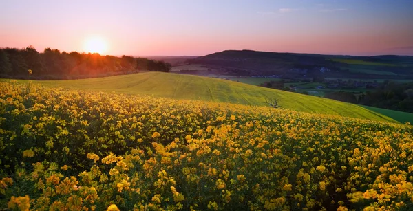 Paisagem do nascer do sol sobre campo de colza na primavera — Fotografia de Stock