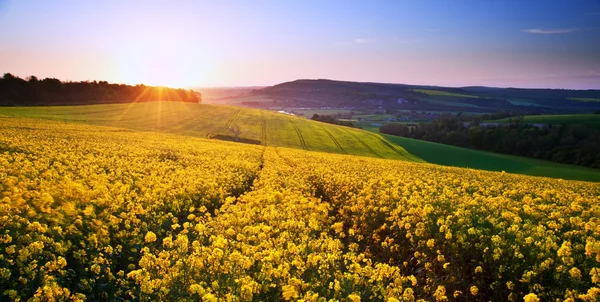 Paisagem do nascer do sol sobre campo de colza na primavera — Fotografia de Stock