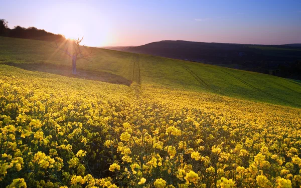 菜種の春における日の出風景 — ストック写真