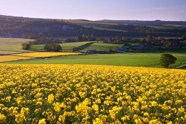 stock image Sunrise landscape over rapeseed field in Spring