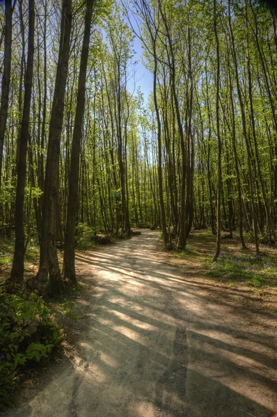 Path leading through beech tree forest with bright sunlight — Stock Photo, Image