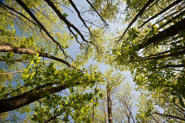 Δες κοιτώντας ψηλά μέσα από την κομοστέγη δένδρων οξιάς σε ηλιόλουστη ημέρα — Φωτογραφία Αρχείου