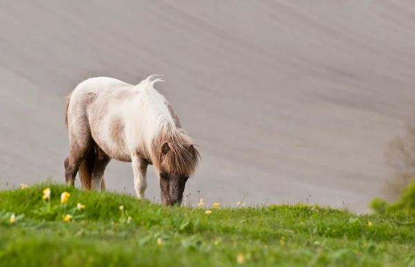 Trekpaard in rurale landschap in het voorjaar van — Stockfoto