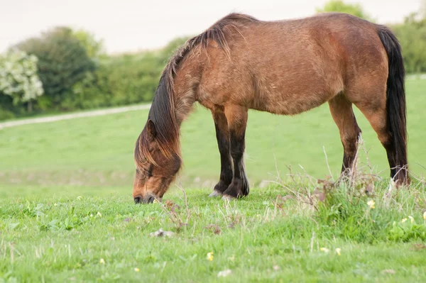 Fattoria a cavallo nel paesaggio rurale in primavera — Foto Stock