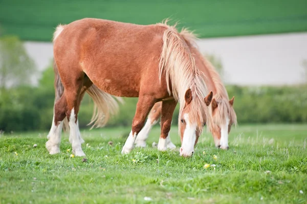 Cavalo de fazenda na paisagem rural na primavera — Fotografia de Stock