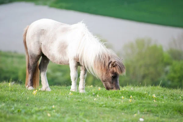 Farm horse in rural landscape in Spring — Stock Photo, Image