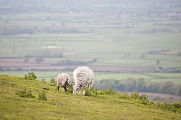 Owieczka wiosna i owca w uprawa wiejski krajobraz — Zdjęcie stockowe
