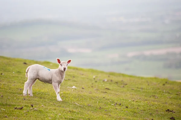 Spring lambd in rural farming landscape — Stock Photo, Image
