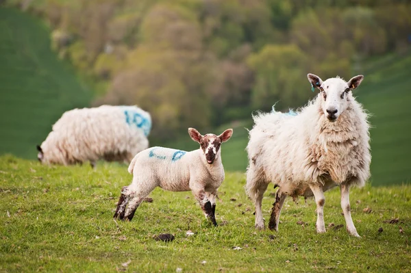 Spring lamb and ewe in rural farming landscape — Stock Photo, Image