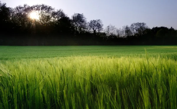 Красивое поле свежего роста сельскохозяйственной пшеницы — стоковое фото