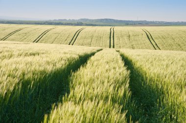 buğday alan İngilizce kırsal manzara gündoğumu