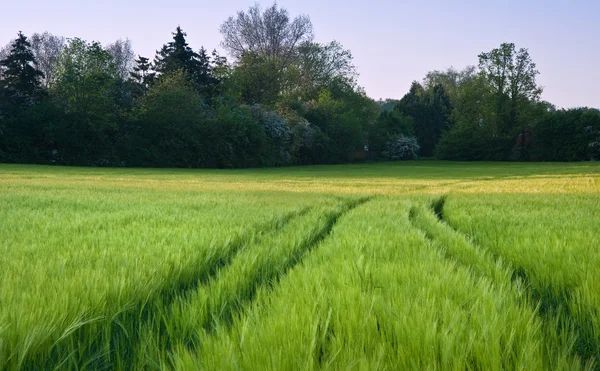 Красивое поле свежего роста сельскохозяйственной пшеницы — стоковое фото