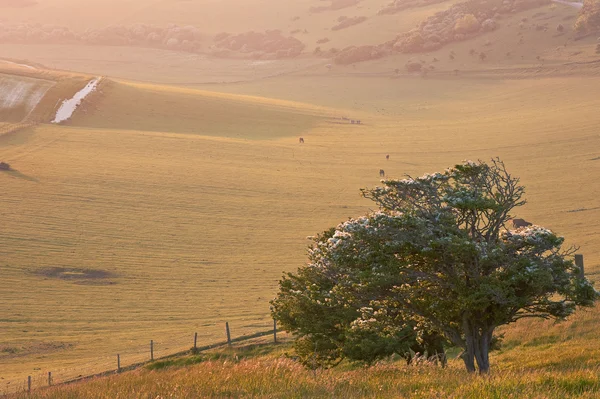 Καλοκαίρι Ανατολή του ηλίου πάνω από την αγγλική ύπαιθρο αγροτικού τοπίου — Φωτογραφία Αρχείου