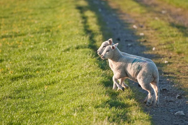 Pair of Spring lambs face sunrise in rural landscape — Stock Photo, Image