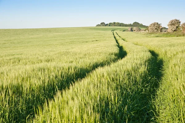 イギリスの田舎の風景で日の出の小麦畑 — ストック写真