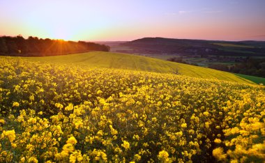 Sunrise landscape over rapeseed field in Spring clipart