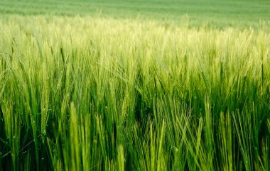 Beautiful field of fresh growth agrucultiral wheat clipart