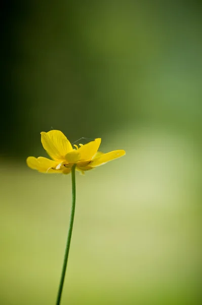 Single buttercup against bright bokeh background — Stock Photo, Image