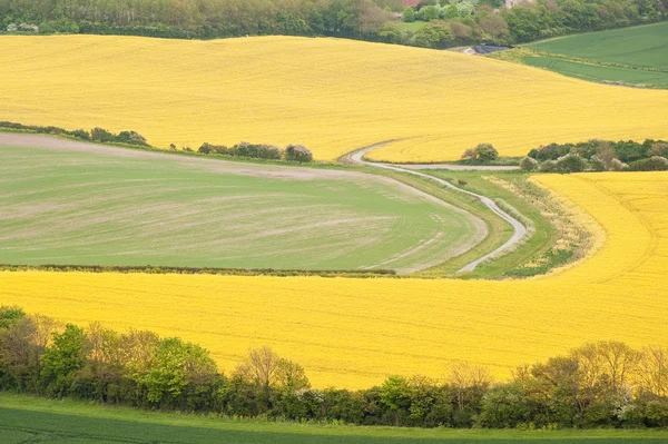 stock image Rural landscape overlooking bright yellow fields of rapeseed