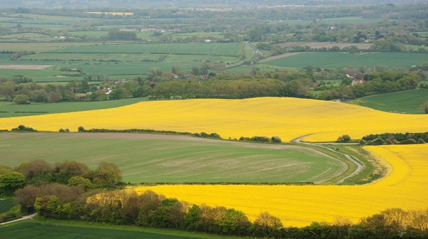 Paisagem rural com vista para os campos amarelos brilhantes de colza — Fotografia de Stock