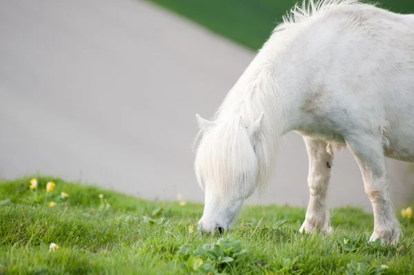 Caballo de granja en el paisaje rural en primavera —  Fotos de Stock