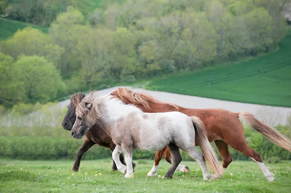 Фермерская лошадь в сельской местности весной — стоковое фото