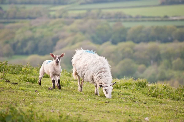 Jarní jehně a ovce ve venkovské zemědělské krajině — Stock fotografie