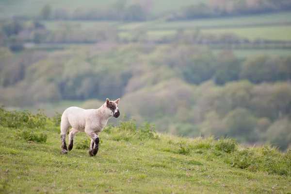 Owieczka wiosna w uprawa wiejski krajobraz — Zdjęcie stockowe