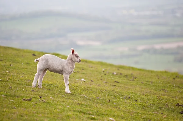 Tavaszi bárány vidéki mezőgazdasági táj — Stock Fotó