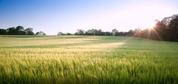 Прекрасное поле для свежего роста аграрной пшеницы — стоковое фото