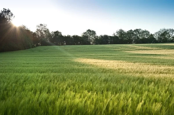 Hermoso campo de trigo agrucultural de crecimiento fresco —  Fotos de Stock