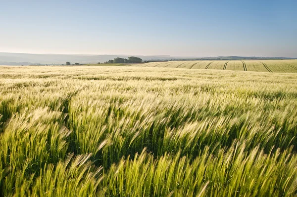 Campo de trigo al amanecer en el paisaje rural inglés — Foto de Stock