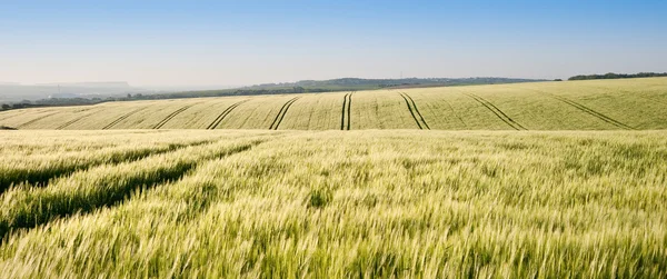 Campo de trigo al amanecer en el paisaje rural inglés —  Fotos de Stock