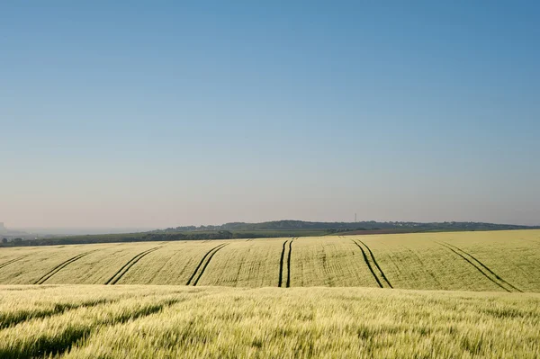 在英国乡间风景日出时的麦田 — 图库照片