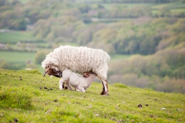 Spring lamb and ewe in rural farming landscape clipart