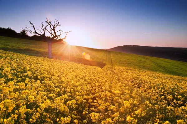 Paysage au lever du soleil sur le champ de colza au printemps — Photo