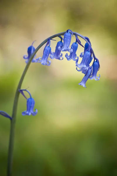 Bluebell Primavera flor contra fundo bokeh verde — Fotografia de Stock