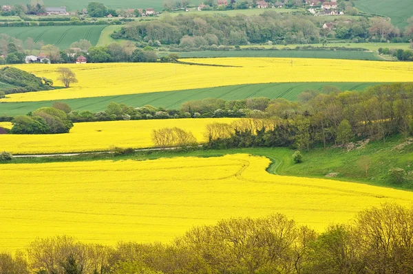 Stock image Rural landscape overlooking bright yellow fields of rapeseed