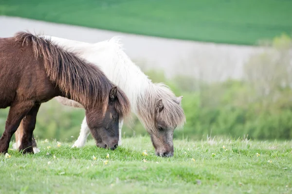 Фермерская лошадь в сельской местности весной — стоковое фото