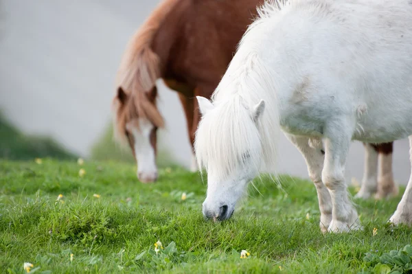 Zagroda koni w wiejski krajobraz wiosną — Zdjęcie stockowe